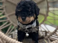Gismo , a male Poodle - Toy  for sale in Naples, FL – 1 of 3