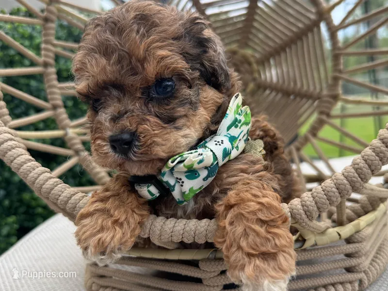 Tylor  – Poodle - Toy  puppy for sale in Naples, FL