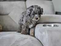 Presley, a male Poodle - Toy  for sale in Naples, FL – 2 of 6