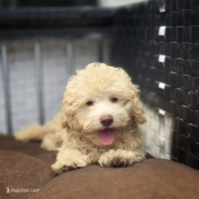 Carmel  – Poodle - Toy  puppy for sale in Naples, FL