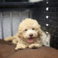 Carmel , a male Poodle - Toy  for sale in Naples, FL – 1 of 6