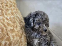 Payton, a male Poodle - Toy  for sale in Naples, FL – 4 of 7