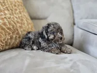 Payton, a male Poodle - Toy  for sale in Naples, FL – 2 of 7