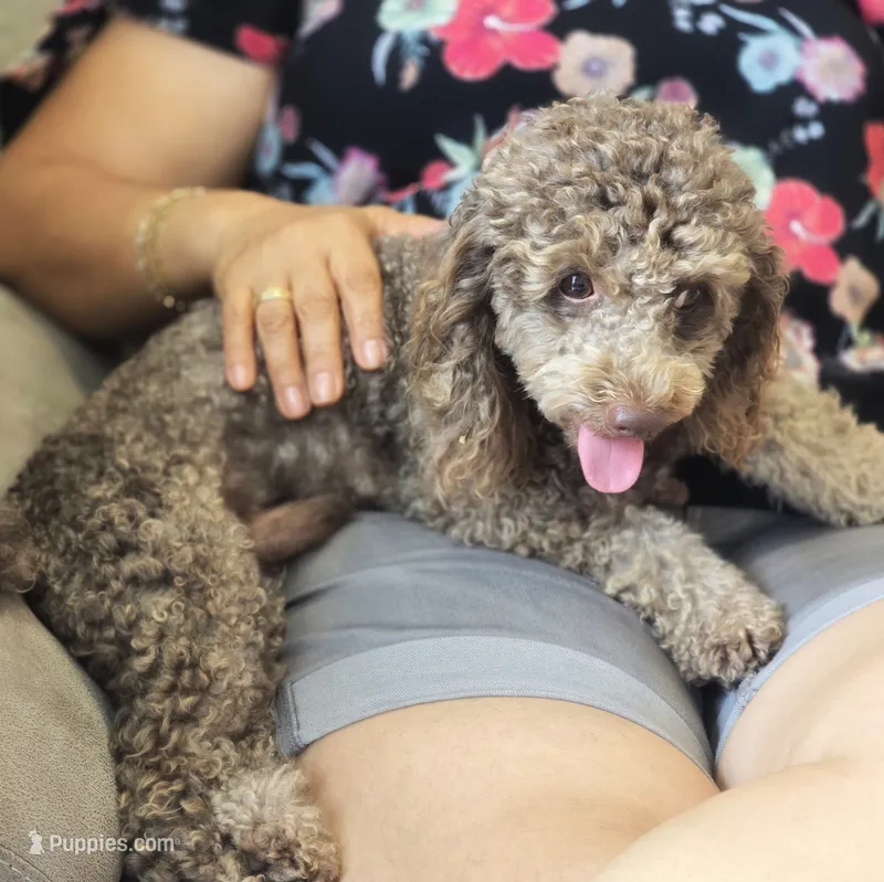 Toby – Poodle - Toy  puppy for sale in Lehigh Acres, FL