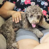 Toby, a male Poodle - Toy  for sale in Lehigh Acres, FL – 1 of 2