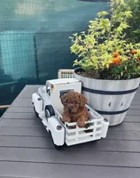 Chip, a male Poodle - Toy  for sale in Naples, FL – 2 of 3