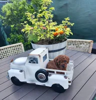 Chip, a male Poodle - Toy  for sale in Naples, FL – 3 of 3