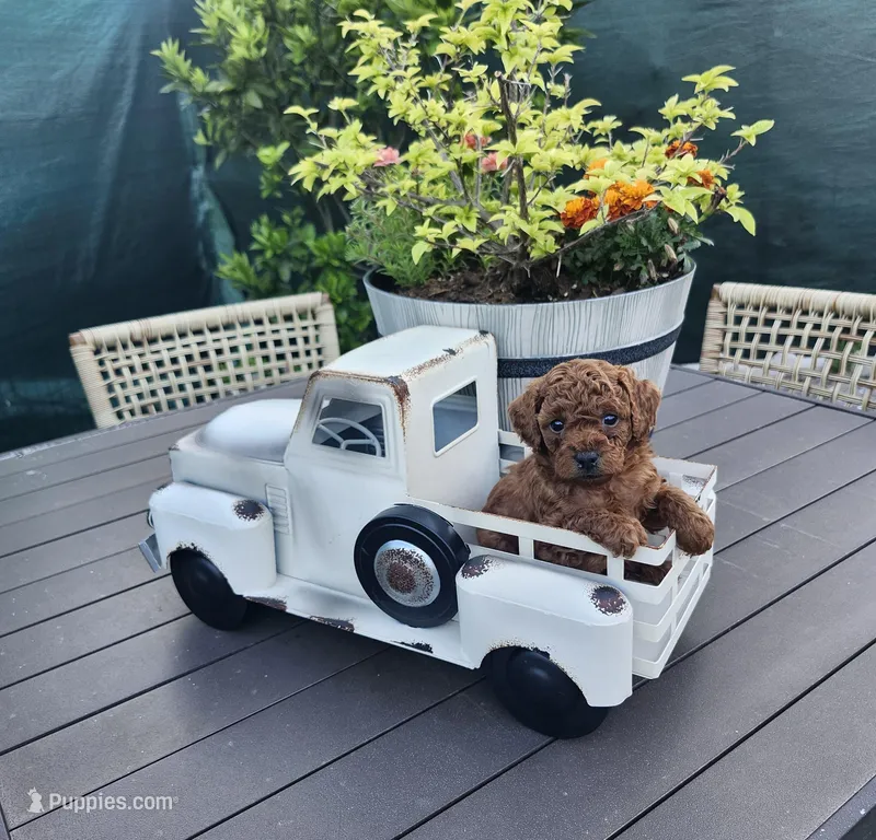 Chip – Poodle - Toy  puppy for sale in Naples, FL