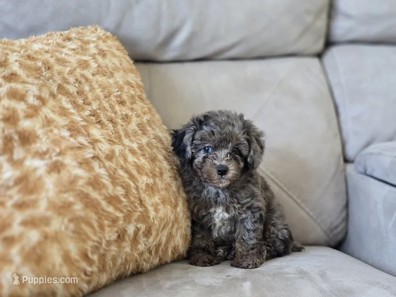 Payton – Poodle - Toy  puppy for sale in Naples, FL