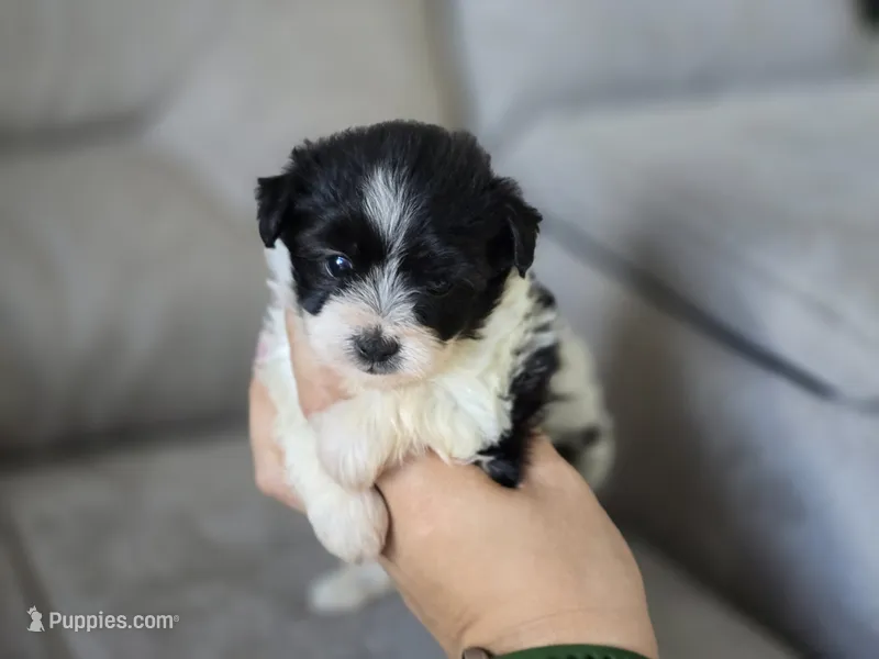 China – Poodle - Toy , Shiranian puppy for sale in Naples, FL
