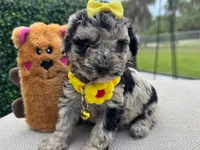 Susie , a female Poodle - Toy  for sale in Naples, FL – 2 of 3