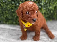 Puppy 3, a female Poodle - Toy  for sale in Naples, FL – 1 of 3