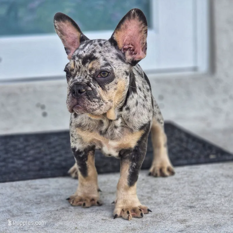 Pearl – French Bulldog puppy for sale in Naples, FL