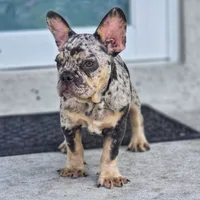 Pearl, a female French Bulldog for sale in Naples, FL – 1 of 3