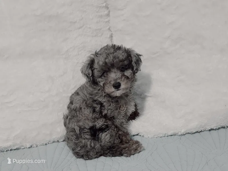 Presley – Poodle - Toy  puppy for sale in Naples, FL