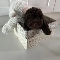 Coco, a male Poodle - Toy  for sale in Naples, FL – 1 of 2