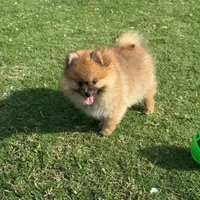Oliver, a male Pomeranian for sale in Naples, FL – Photo 1 of 2