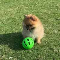 Oliver, a male Pomeranian for sale in Naples, FL – Photo 2 of 2