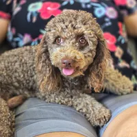 Toby, a male Poodle - Toy  for sale in Lehigh Acres, FL – 2 of 2