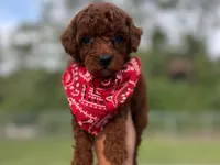 Puppy 5 , a male Poodle - Toy  for sale in Naples, FL – 1 of 3