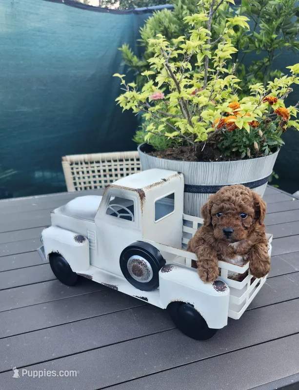 Jax – Poodle - Toy  puppy for sale in Naples, FL