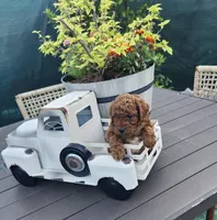 Jax, a male Poodle - Toy  for sale in Naples, FL – 3 of 3