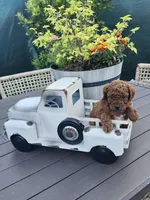 Jax, a male Poodle - Toy  for sale in Naples, FL – 2 of 3