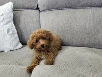 Penelope , a female Poodle - Toy  for sale in Naples, FL – 2 of 3