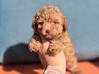 Tiny Chai, a female Poodle - Toy  for sale in Naples, FL – Photo 1 of 3
