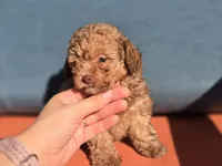 Tiny Chai, a female Poodle - Toy  for sale in Naples, FL – Photo 3 of 3