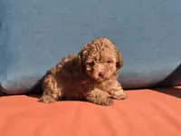 Tiny Chai, a female Poodle - Toy  for sale in Naples, FL – Photo 2 of 3