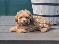 Tiny Chai, a female Poodle - Toy  for sale in Naples, FL – Photo 3 of 3