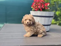 Tiny Chai, a female Poodle - Toy  for sale in Naples, FL – Photo 1 of 3