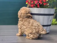 Tiny Chai, a female Poodle - Toy  for sale in Naples, FL – Photo 2 of 3