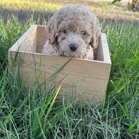Carmel , a male Poodle - Toy  for sale in Naples, FL – 3 of 3
