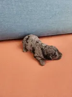 Presley, a male Poodle - Toy  for sale in Naples, FL – 3 of 3