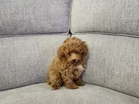 Penelope , a female Poodle - Toy  for sale in Naples, FL – 3 of 3