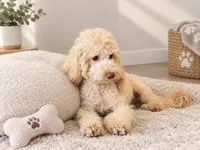 Carmel , a male Poodle - Toy  for sale in Lehigh Acres, FL – 3 of 3
