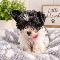 Tiny Panda, a female Poodle - Toy  and Shiranian for sale in Lehigh Acres, FL – 2 of 2