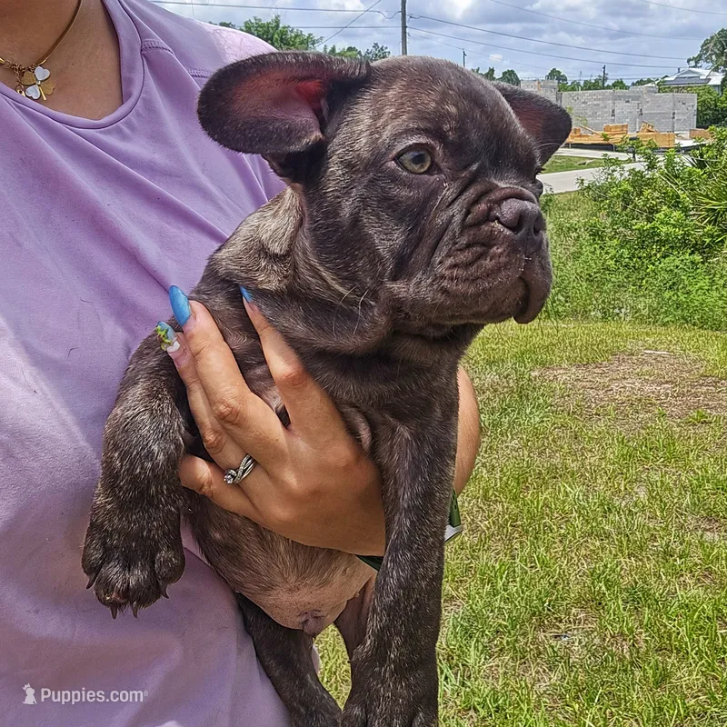 Sky – French Bulldog puppy for sale in Naples, FL