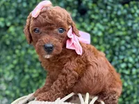 Puppy 1 , a female Poodle - Toy  for sale in Naples, FL – 2 of 3