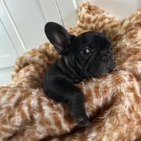 Charlie, a male French Bulldog for sale in Naples, FL – 2 of 2