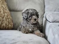 Presley, a male Poodle - Toy  for sale in Naples, FL – 3 of 6