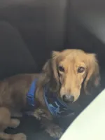 Kai, a male Miniature Dachshund for sale in Lehigh Acres, FL – 4 of 5