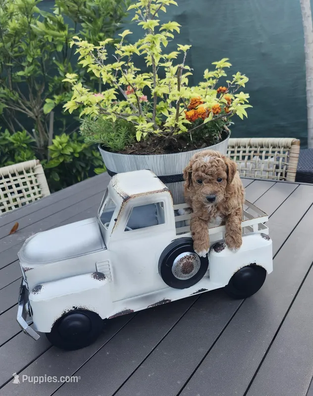 Mochi  – Poodle - Toy  puppy for sale in Naples, FL
