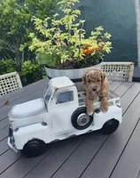 Mochi , a male Poodle - Toy  for sale in Naples, FL – 1 of 3
