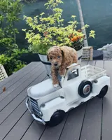 Mochi , a male Poodle - Toy  for sale in Naples, FL – 2 of 3
