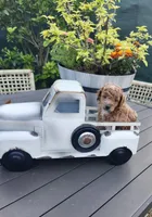 Mochi , a male Poodle - Toy  for sale in Naples, FL – 3 of 3
