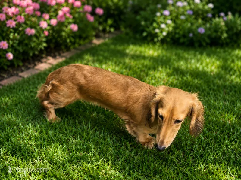 Kai – Miniature Dachshund puppy for sale in Lehigh Acres, FL