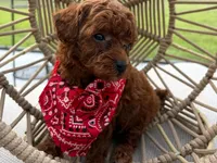Puppy 5 , a male Poodle - Toy  for sale in Naples, FL – 3 of 3